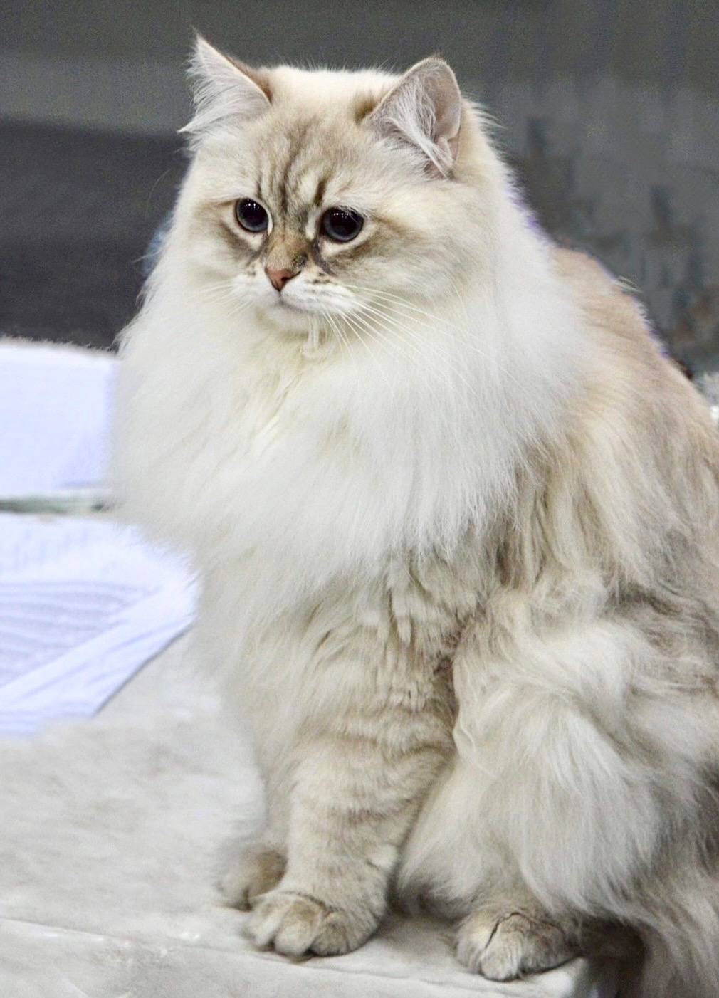 Maja